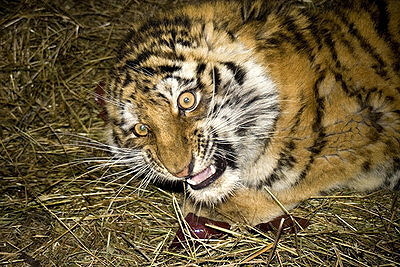 Амурская тигрица Лапка.