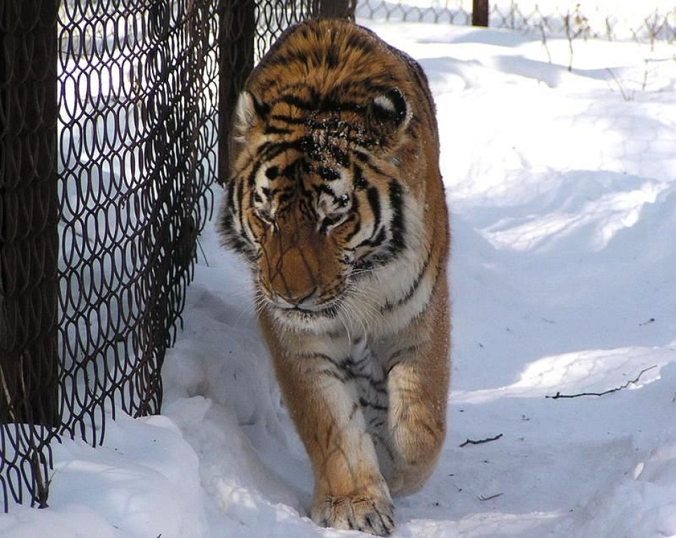 Зачастую тигр близко подходит к человеческому жилью.